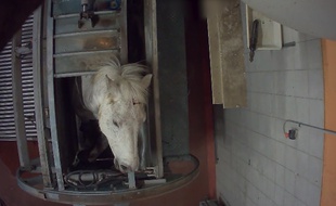 Une vidéo publiée par l'association L214 le 29 juin 2016, montre un cheval seulement étourdi qui va être abattu.