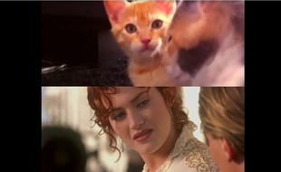 Une parodie de «Titanic» avec des chats...