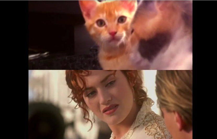 Video Les Films Titanic Et Psychose Rejoues Par Des Chatons