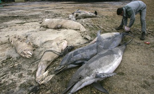 Un garde de l'office national de la chasse faune sauvage prend la taille d 'une dizaine de dauphins trouvés échoués sur une plage du littoral atlantique. (Photo illustration).