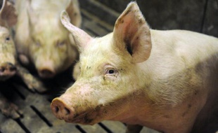 La Cooperl est le numéro du cochon en France.