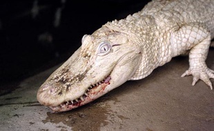 Un alligator albinos au parc zoologique de Beauvoir.