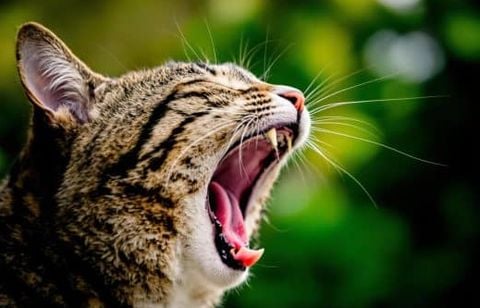 Mon chat a la voix cassée : faut-il s’inquiéter et consulter un vétérinaire ?