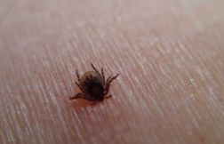 L’IA lui révèle qu’il a la maladie de Lyme, les médecins n’avaient rien vu