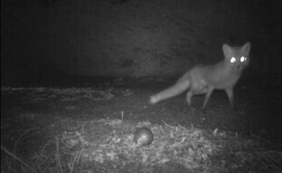 Un renard dérobe une boule de pétanque dans le Gers, en avril 2012.