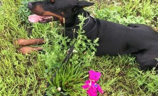 Illustration d'un doberman.
