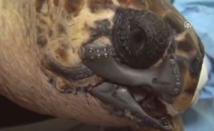 Une tortue a reçu une prothèse de bec fabriquée par une imprimante 3D.