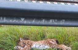 Un lynx encore tué sur la route, les automobilistes appelés à ralentir