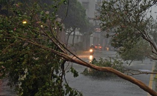 Un arbre déraciné suite au passage du typhon Soudelor sur Taipei le 8 août 2015