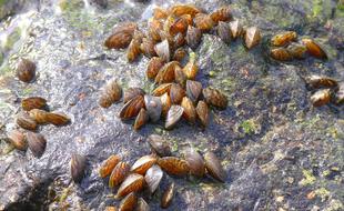 La moule zébrée, une espèce invasive d'eau douce