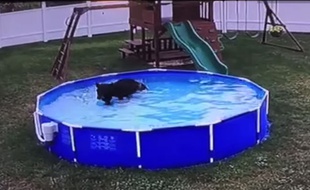 Un ours brun s'est baigné dans la piscine d'une famille américaine en Pennsylvanie aux Etats-Unis.