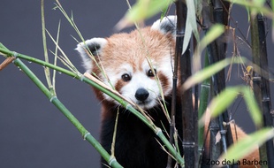 Un des pandas roux de la Barben