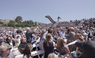 L'un des pélicans a d'abord tenté de se poser au milieu de la foule et a attaqué des spectateurs.