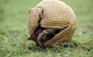 La mascotte de la Coupe du monde 2014 au Brésil sera un "tatu-bola" ("tatou-boule"), un mammifère en voie de disparition pouvant se mettre en boule quand il se sent menacé, dont la présentation officielle aura lieu dimanche.