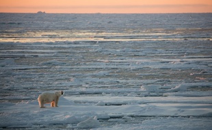 Un ours blanc sur de la glace dans l'océan arctique.
