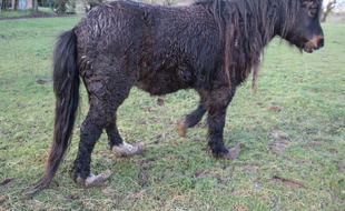 Plusieurs dizaines d'animaux, dont des chevaux et des ânes, ont été découverts dans une ferme