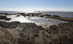 Des dauphins morts s'échouent toujours avec une effarante régularité sur le rivage, le corail étouffe sous une couche de pétrole: deux ans après la pire marée noire de l'histoire américaine, le golfe du Mexique est loin d'avoir pansé ses plaies.