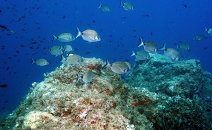 Plongee sous-marine avec "Le Club sous l'Eau" pres de Saint-Raphael dans le Var. Fond marin typique de la Méditerranée avec banc de sars.