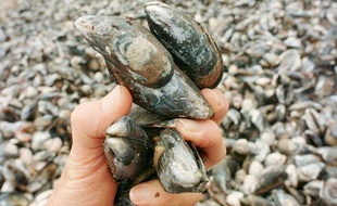 Des moules sauvages.