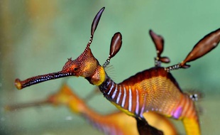 Un hippocampe à l'aquarium de Melbourne, en Australie, le 17 décembre 2012.