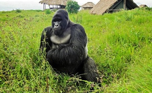 Un gorille, le 7 avril 2011, dans le parc national de Virunga
