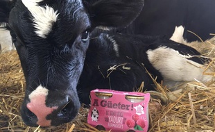 Les yaourts A Guëter! sont vendus dans plusieurs enseignes de supermarchés dans le Grand Est.