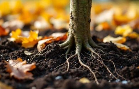 Le geste crucial à faire pour que vos arbres et arbustes nouvellement plantés s’enracinent dès maintenant et traversent l’hiver sans souci