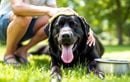 Comment repérer un coup de chaleur chez son chien : les signes d’alerte à connaître avant qu’il ne soit trop tard