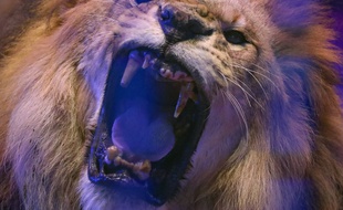 Un lion, dans un cirque (illustration)