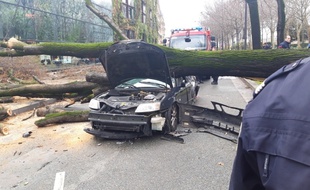 La chute d'un arbre sur la voiture a causé la mort d'un automobiliste
