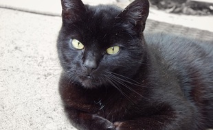 Un chat noir (illustration).
