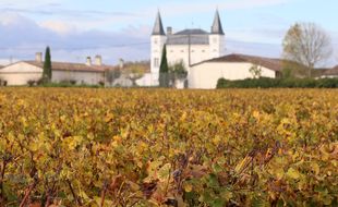 Vignoble dans le Sauternes. Illustration.