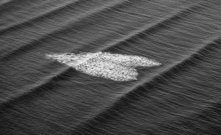 La photo «Ocean of Love» de Stéphane Scotto