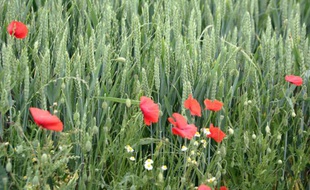 Vue prise le 10 juin 2004 à Gamaches-en-Vexin, d'épis de blé et de coquelicots dans un champ