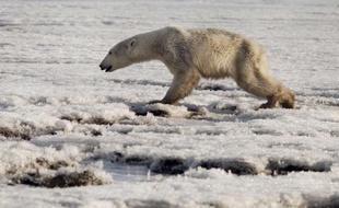 Un ours polaire a été retrouvé à des centaines de kilomètres de son habitat naturel, à Tilichiki en Russie.
