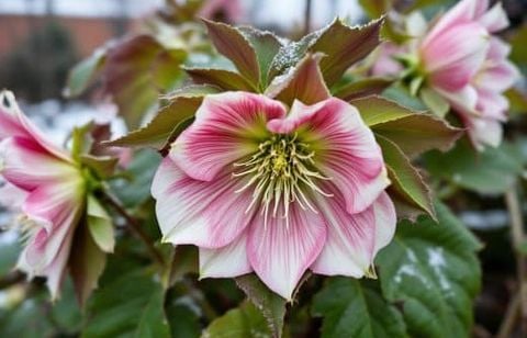 Cette rose magique colore le jardin même sous le gel et pourtant, beaucoup ne la connaissent pas