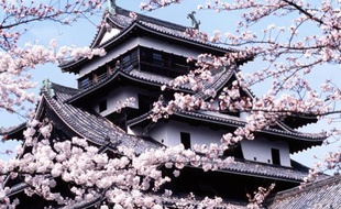 Un cerisier en fleurs devant le château de Matsue au Japon en 2003.