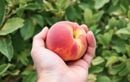 Le filet malin à installer en juillet pour préserver vos fruits de l’été sans stresser vos arbres