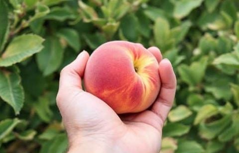 Le filet malin à installer en juillet pour préserver vos fruits de l’été sans stresser vos arbres