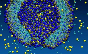 Une cellule rendue perméable par électroporation.