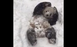 Le panda Tian Tian profite de la neige au Smithsonian Zoo de Washington.