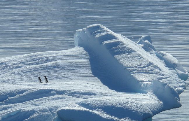 Antarctique : Quatre femmes vont diriger l'un des bureaux de poste les plus isolés au monde pour observer les manchots