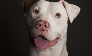 Un American Staffordshire Terrier. Illustration.