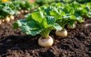Pourquoi semer le rutabaga fin juillet booste vos récoltes saines dès l’automne au potager