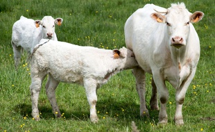 Illustration d'une vache avec son veau.