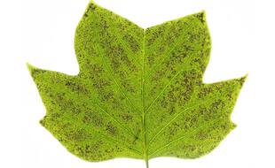 Feuille de tulipier d’Amérique montrant les effets de l’ozone