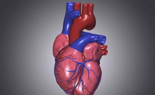 Illustration d'un coeur humain