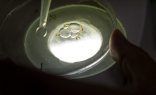 Un laborantin étudie des larves de moustiques portant le virus du chikungunya. Le 14 octobre 2014 à Sain-Domingue.