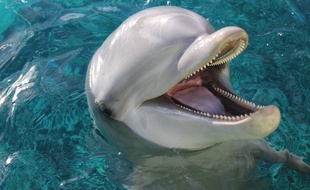 Aicko est décédé au parc Planète Sauvage