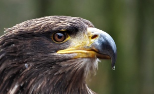 Un aigle des steppes (illustration).